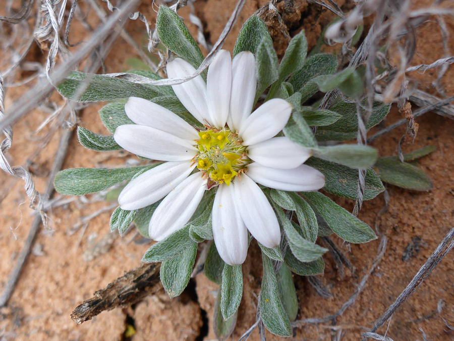 Large flowerhead