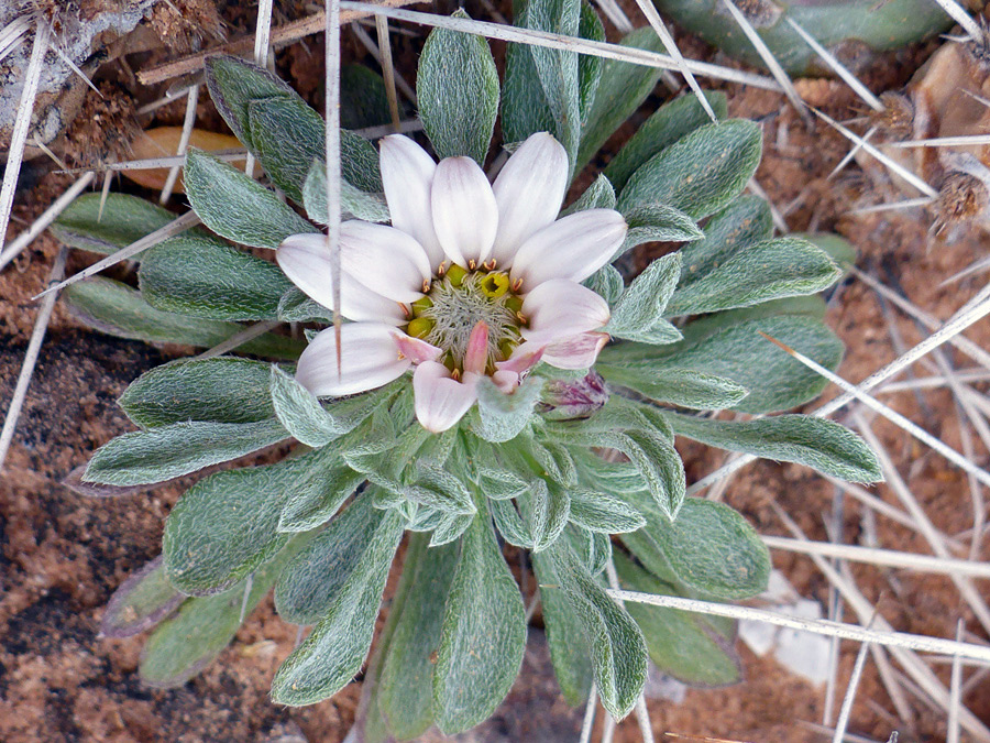 Flowerhead and leaf rosette