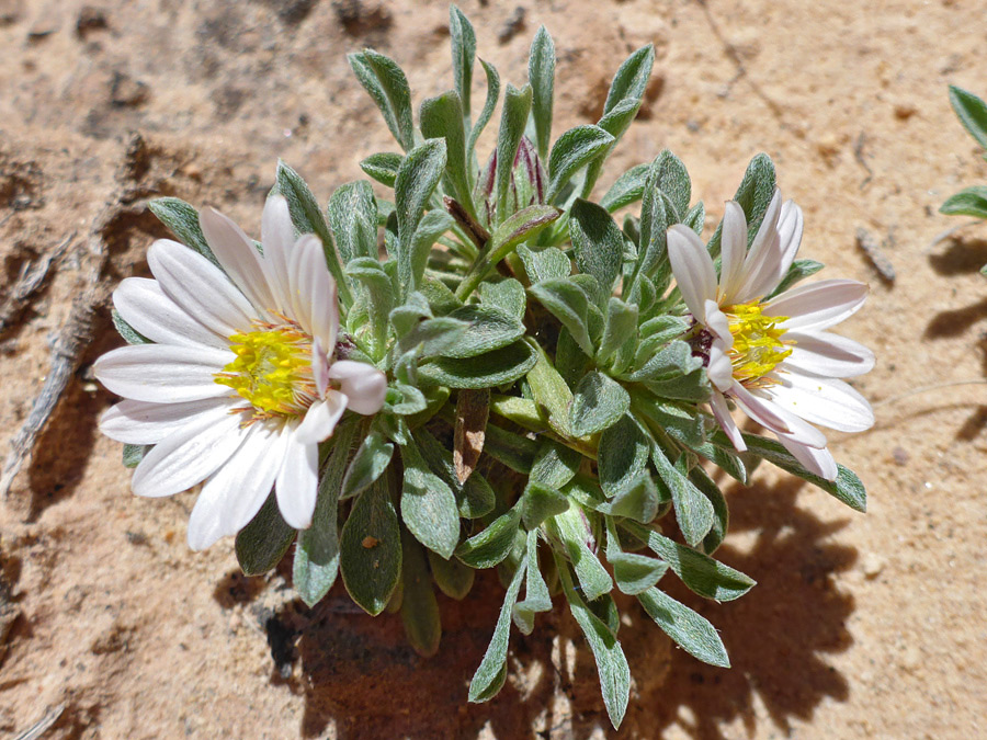 Flowerheads and leaves