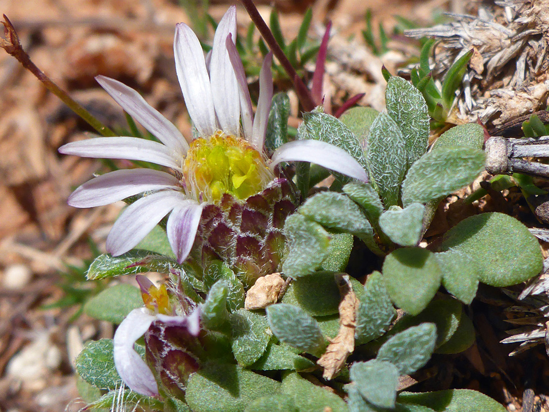 Leaves and flowerheads