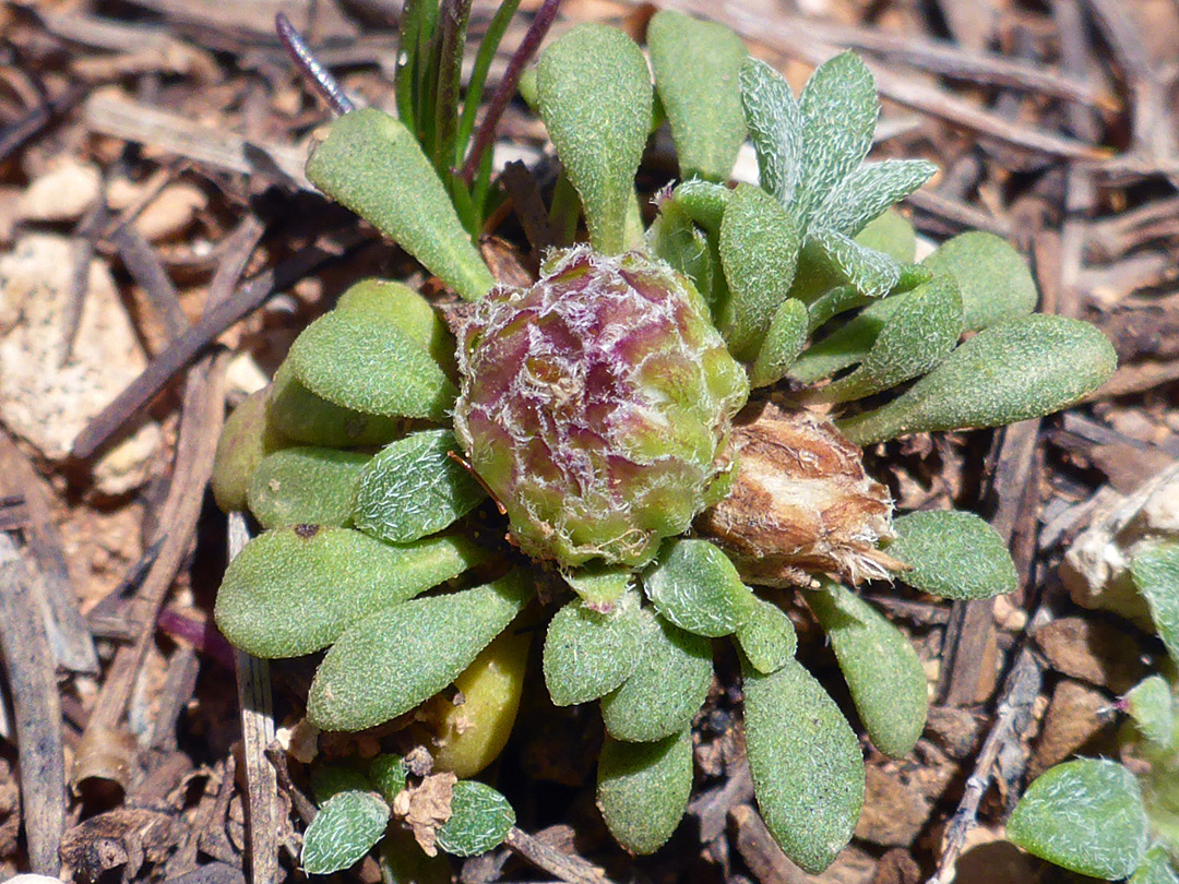 Developing flowerhead