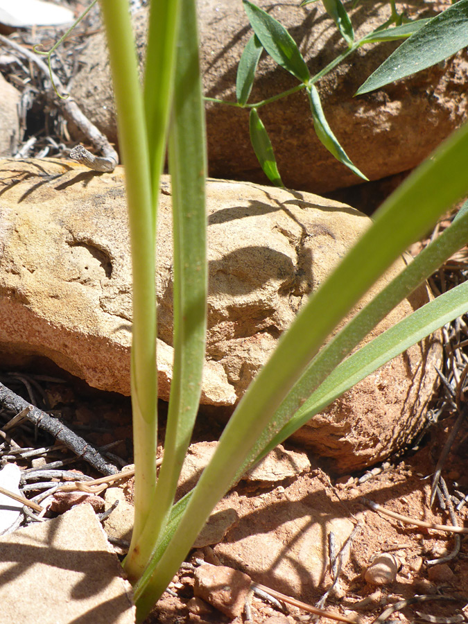 Linear leaves