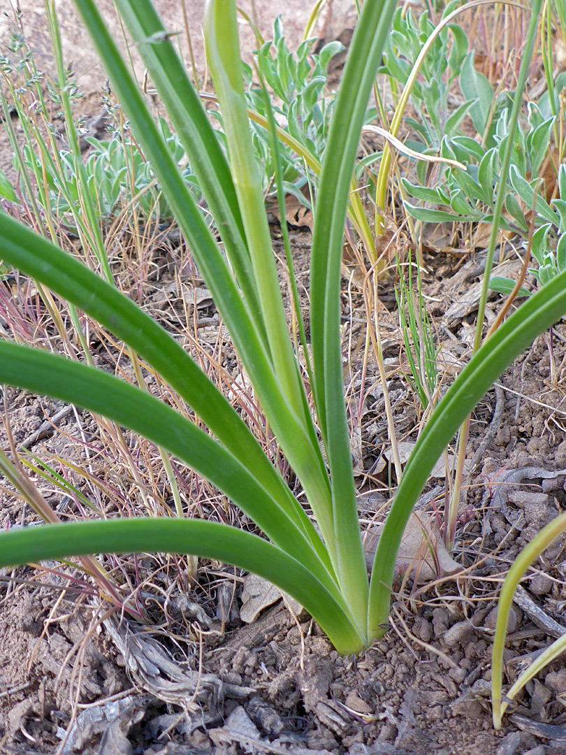 Basal leaves