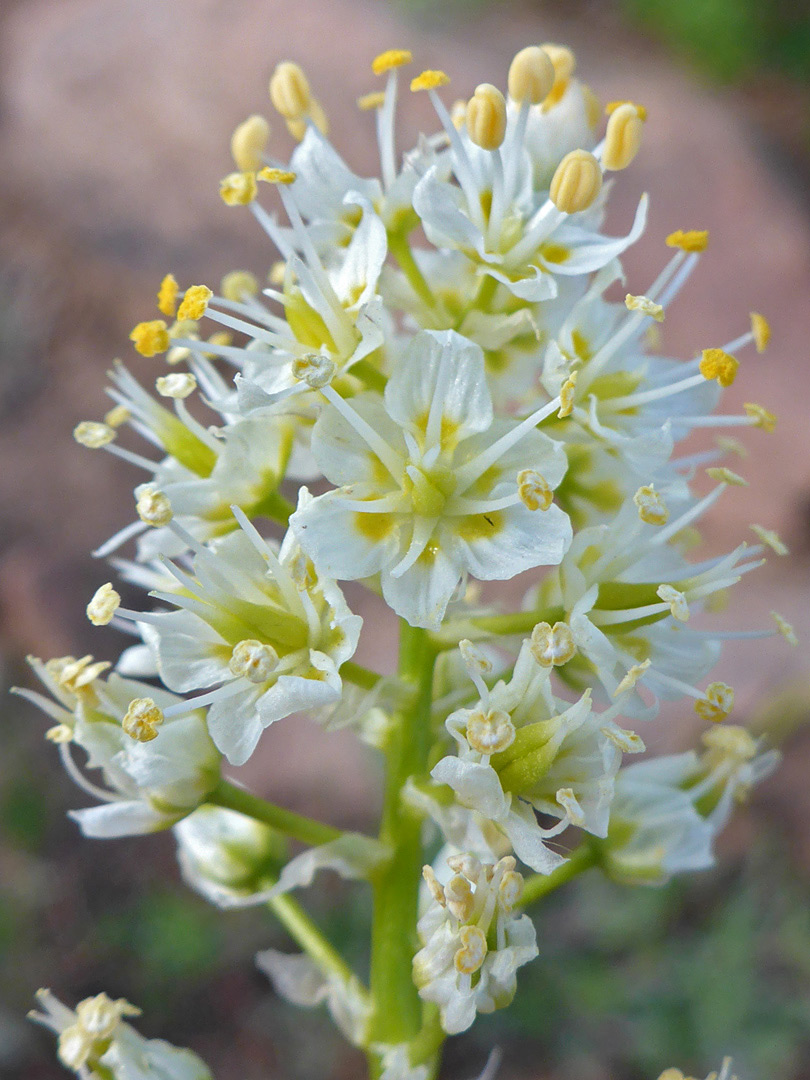 Greenish-white flowers