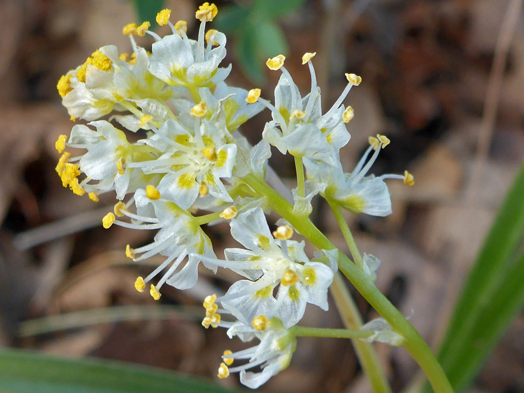 Exserted stamens