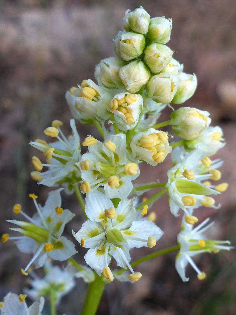 Developing flowers