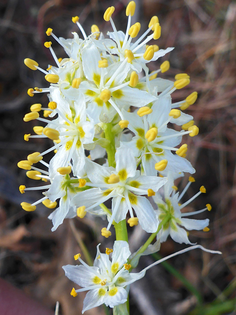 Flower cluster