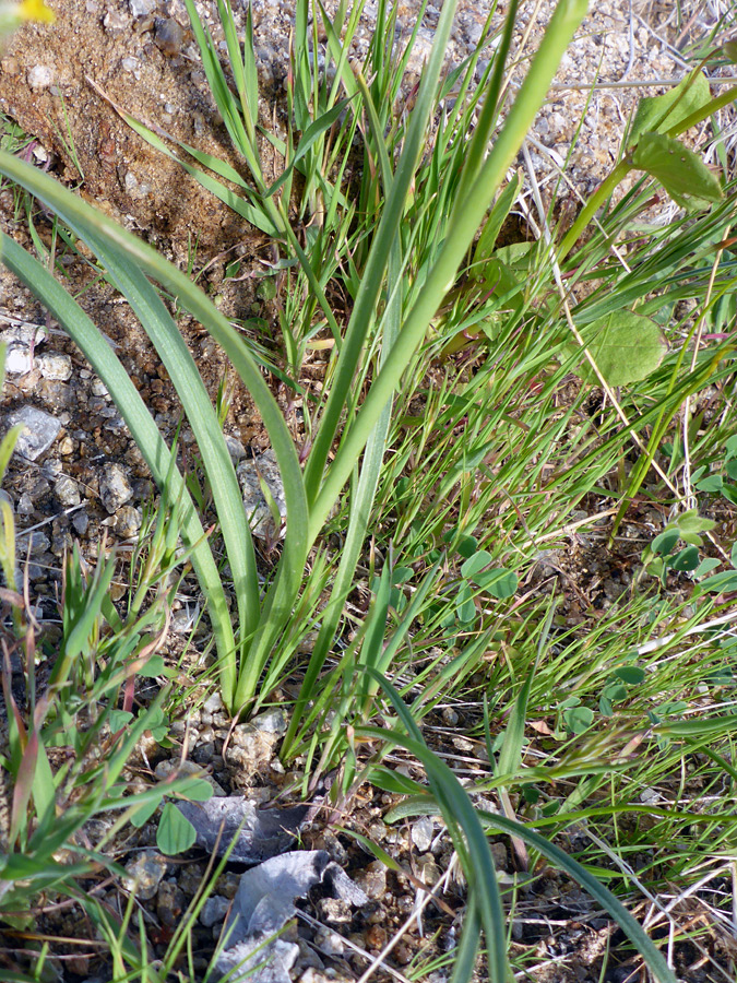 Basal leaves