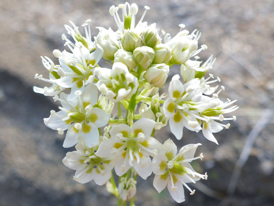 Flower cluster