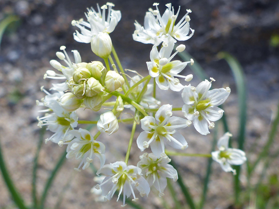 Exserted stamens