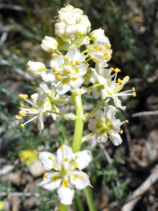 Buds and flowers