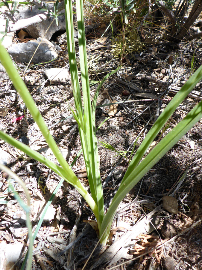 Stem and leaves