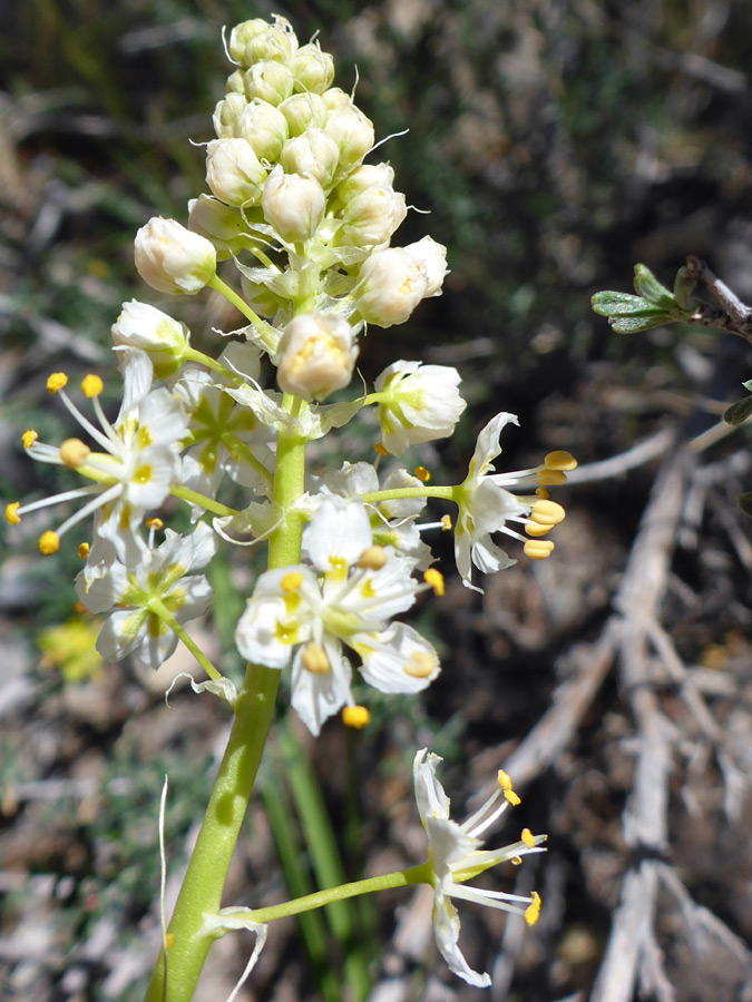 Developing flowers