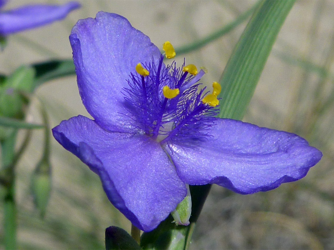 Blue-purple flower