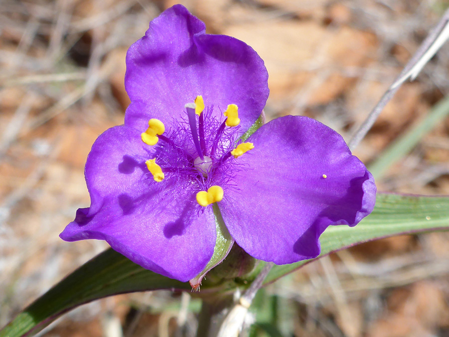 Three-petaled flower