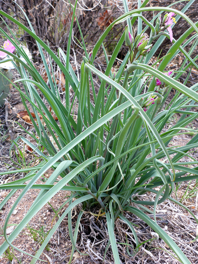 Clustered leaves