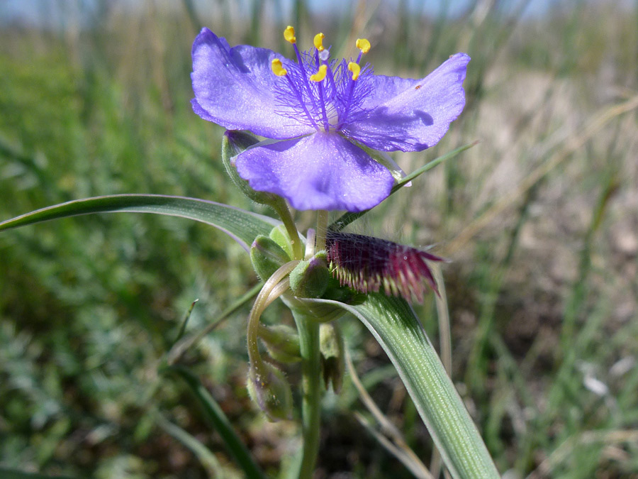 Hairy stamens