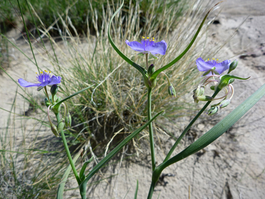 Two stems