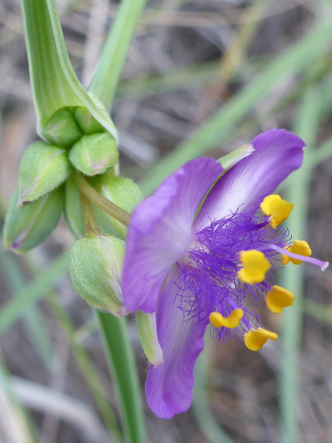 Flower and buds