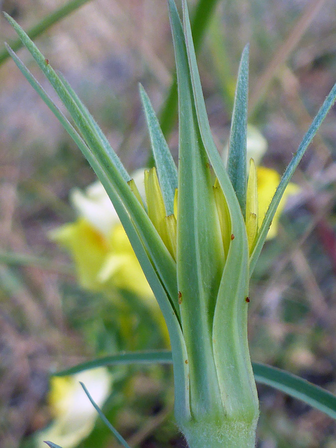 Developing flowerhead