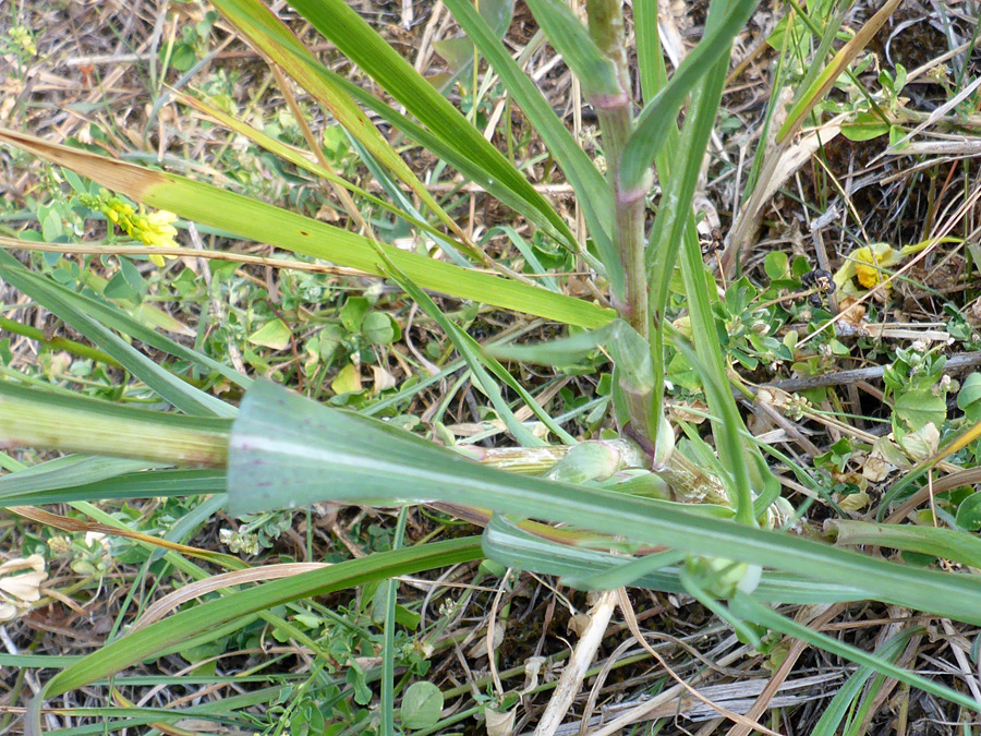 Stem and leaves