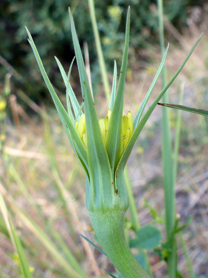 Long green bracts