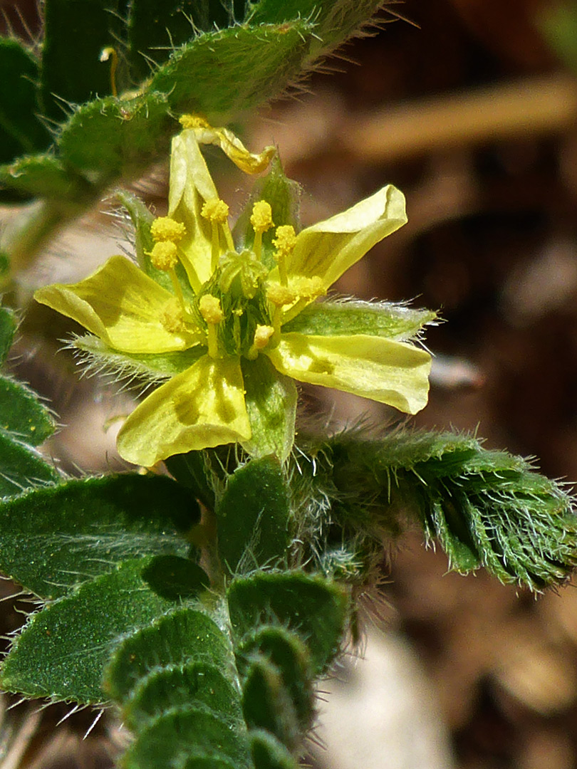 Flower and leaves