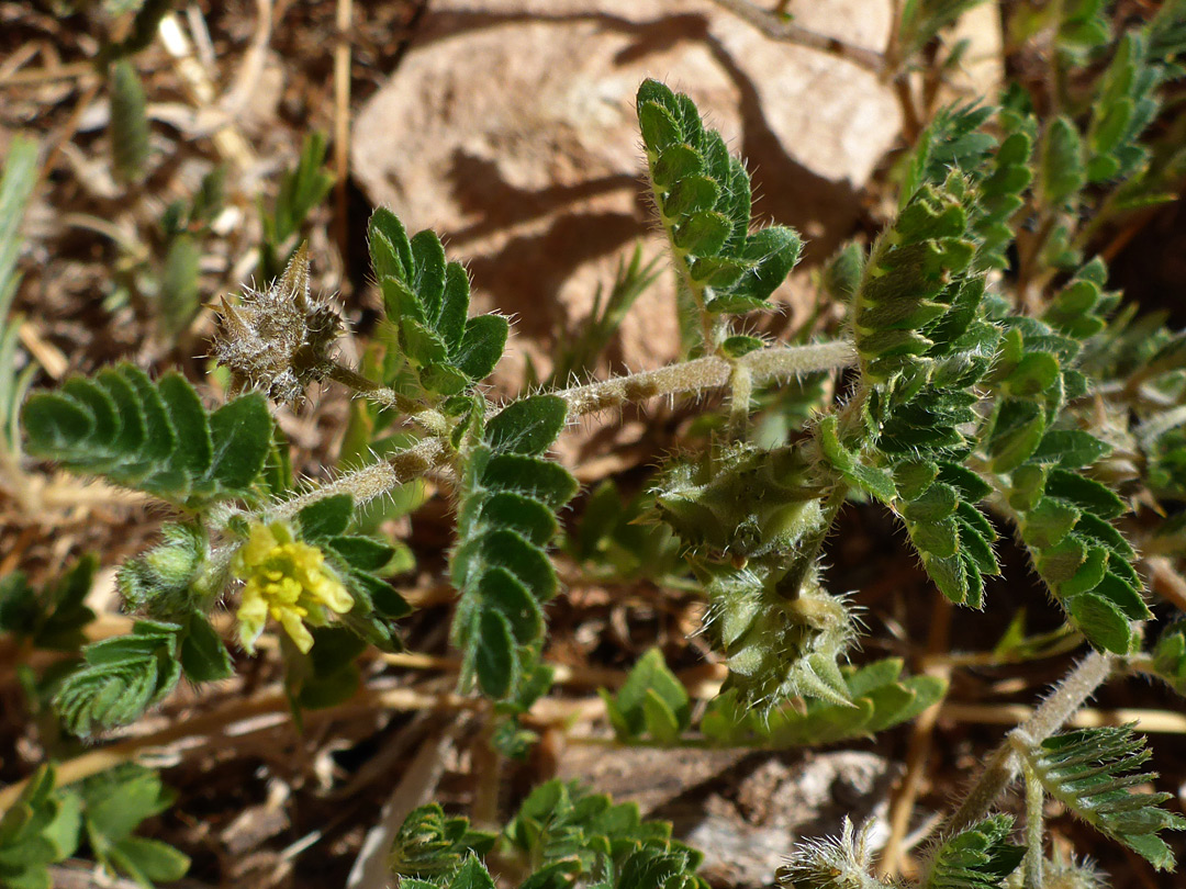 Pinnate leaves