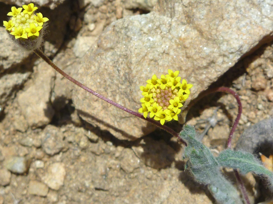 Two flower clusters