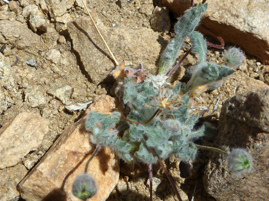 Woolly leaves and stems