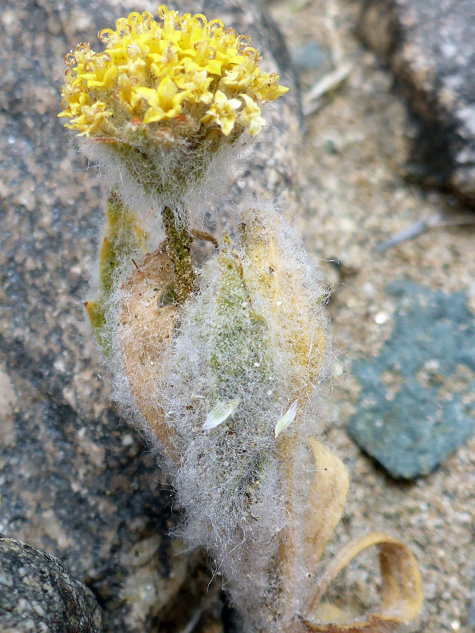 Upwards-pointing leaves