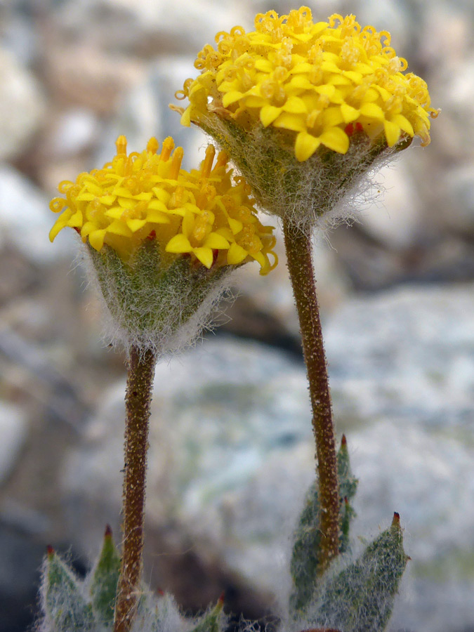 Hairy phyllaries