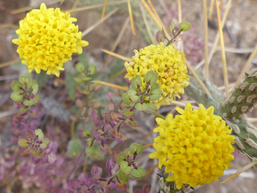 Three flowerheads