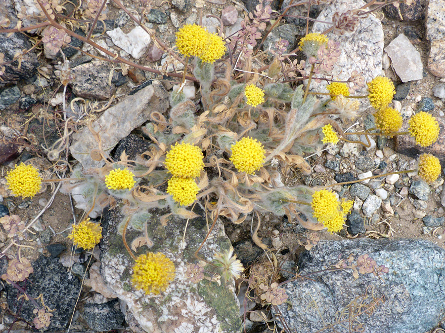 Domed flowerheads