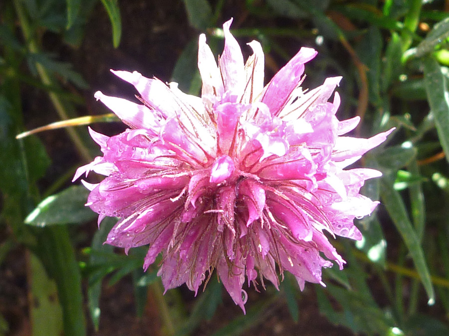 Pink, tubular flowers