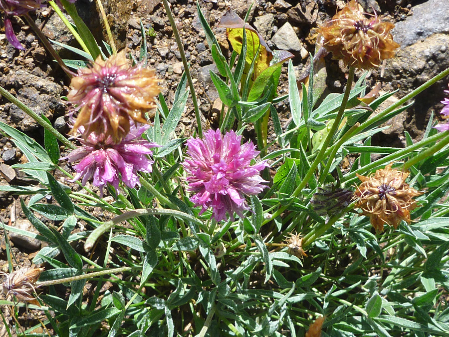 Flowers and leaves