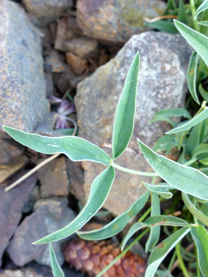 Green leaflets