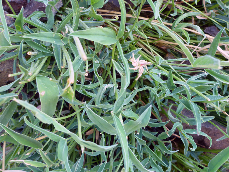 Stems and leaves