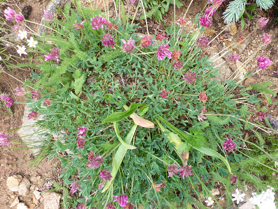 Spreading plant