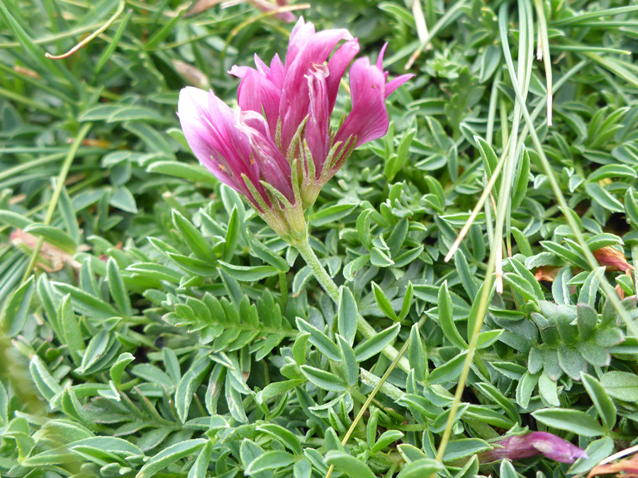 Leaves and flowers