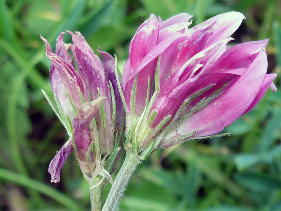 Thin green calyces