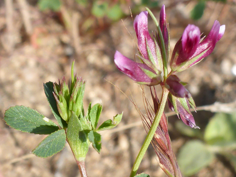 Two flower clusters