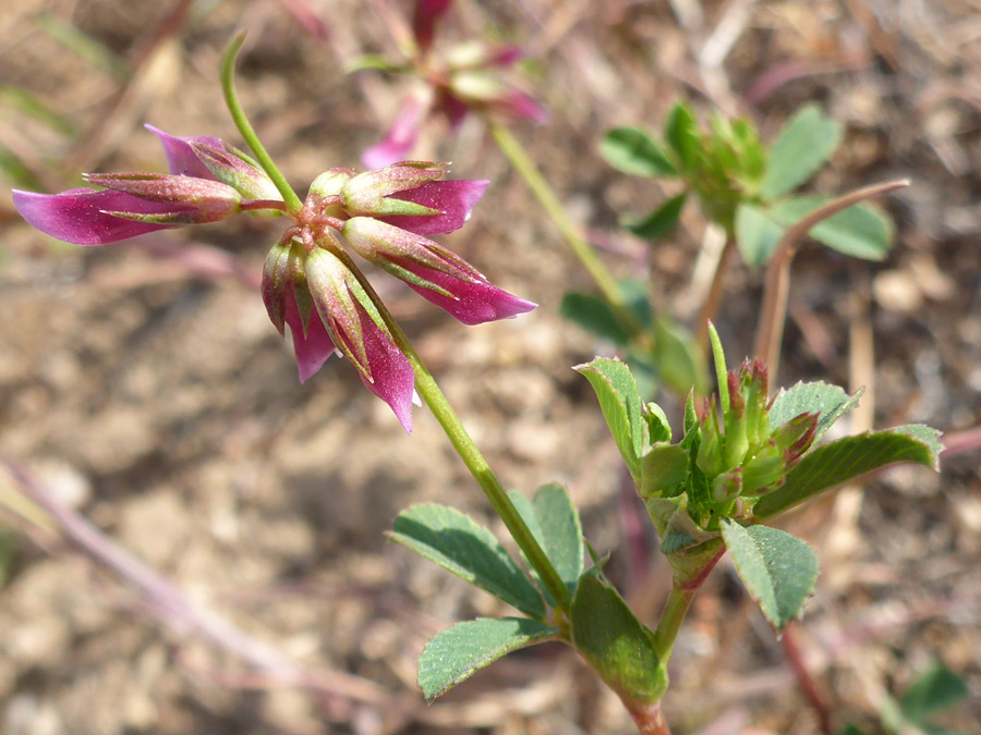 Flowers and leaves