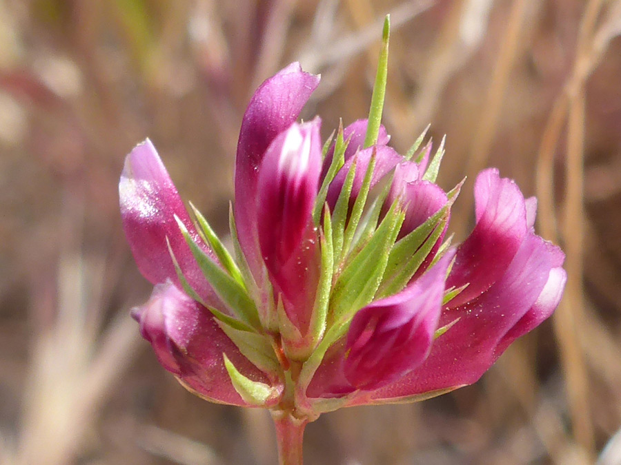 Corollas and calyces