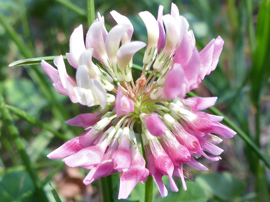 Pink flowers