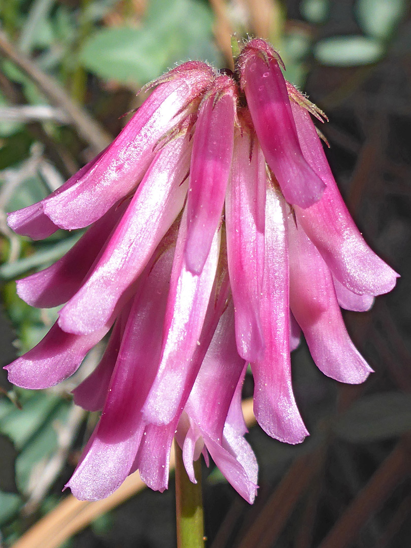 Elongated flowers