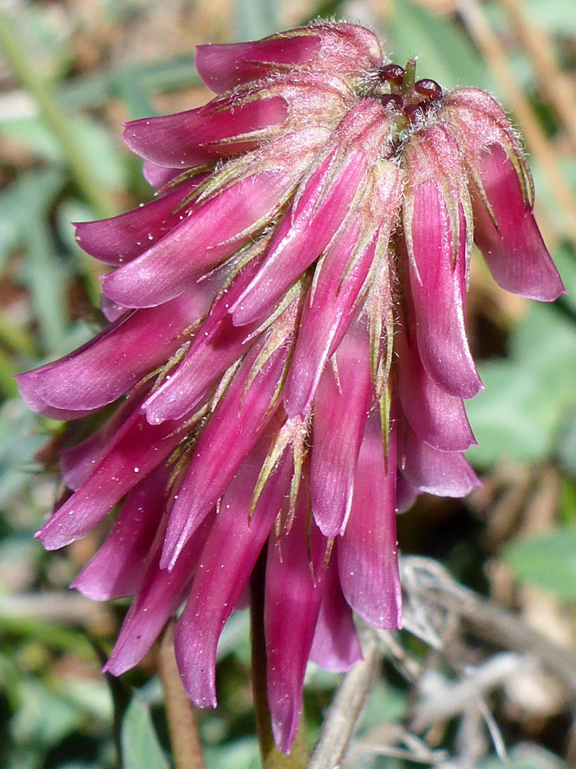 Calyces and corollas