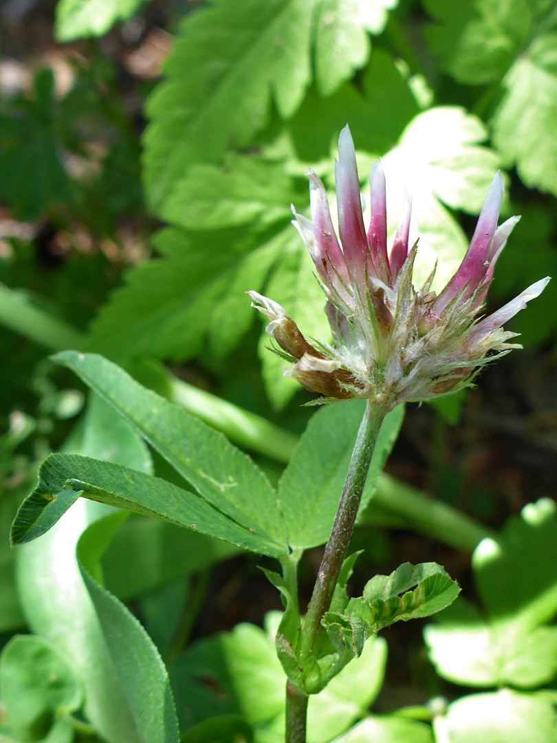 Flowers and leaves