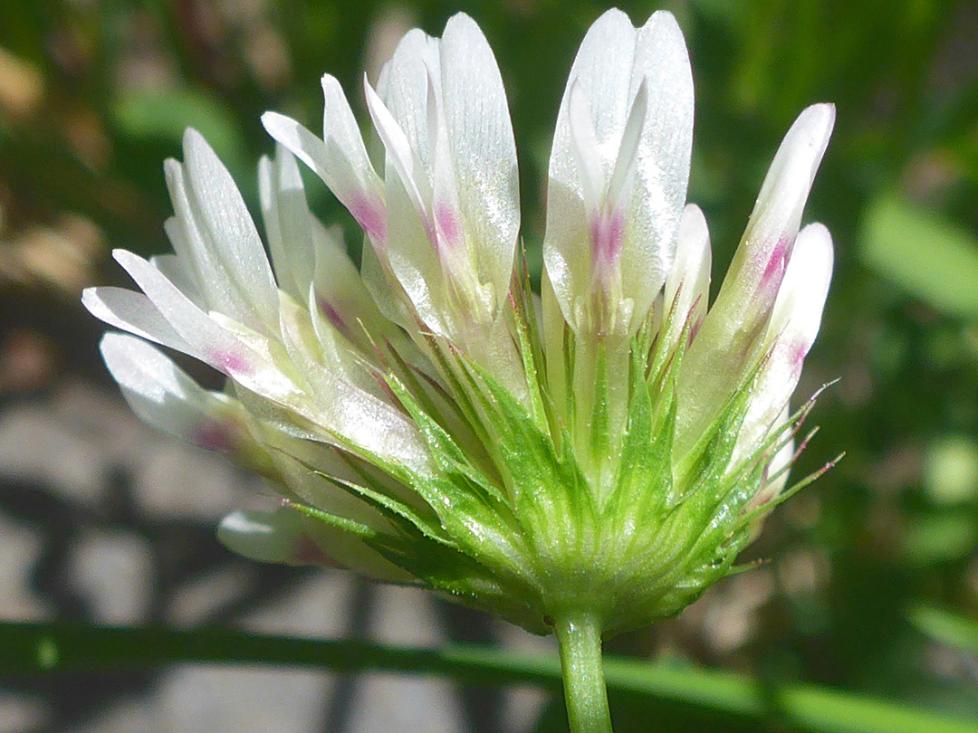 Spiny bracts