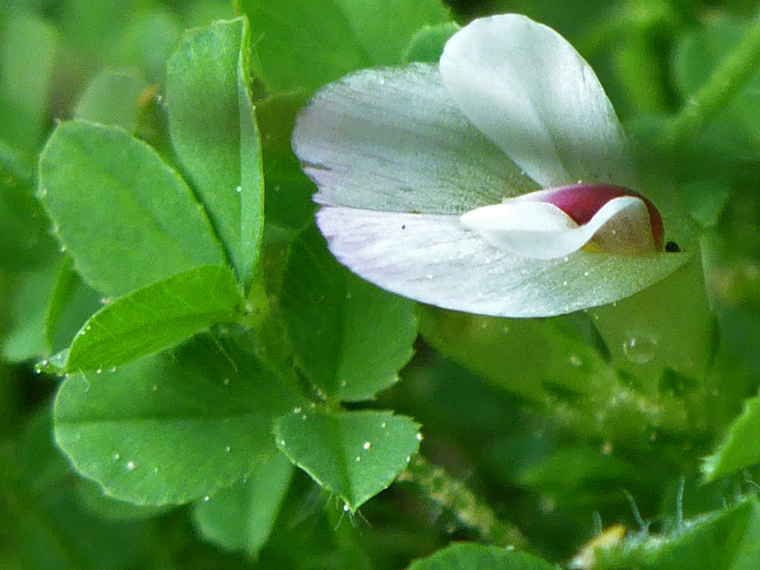 Flower and leaves